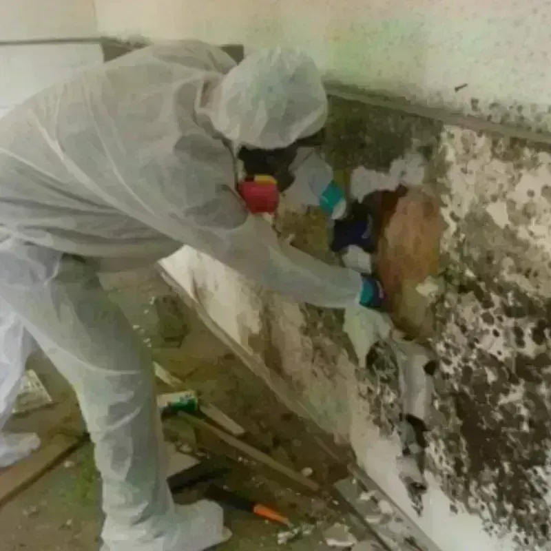 Mold Remediation and Removal in Collingdale, PA